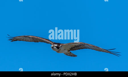 Ein Fischadler (Pandion haliaetus) schwebt über der Golfküste von Florida, USA. Stockfoto