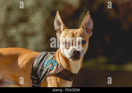 Chihuahua in Park Stockfoto