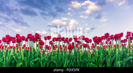 Viele bunte Tulpen im Frühling Stockfoto