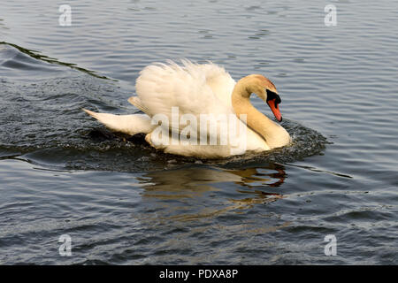 Ein erwachsener Höckerschwan im defensiven Modus, Patrouillen in seinem Hoheitsgebiet. Stockfoto