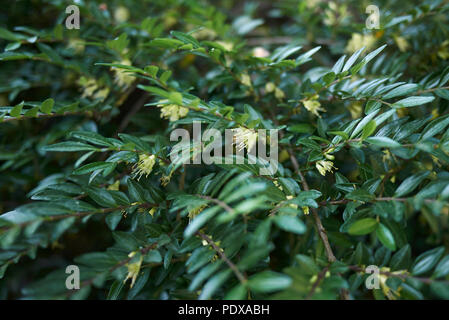 Lonicera nitida Anlage Stockfoto