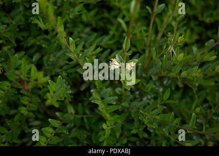 Lonicera nitida Anlage Stockfoto