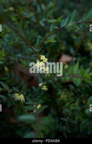 Lonicera nitida Anlage Stockfoto