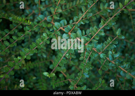 Lonicera nitida Anlage Stockfoto