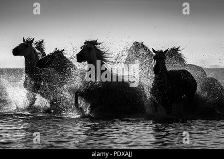 Camargue Pferde galoppieren durch das Meer, Provence, Frankreich. Stockfoto