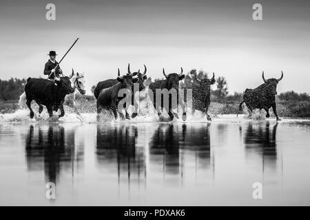 Ein camargue Cowboy, Gardian, Herden Stiere der Camargue durch das seichte Wasser, Camargue, Frankreich Stockfoto