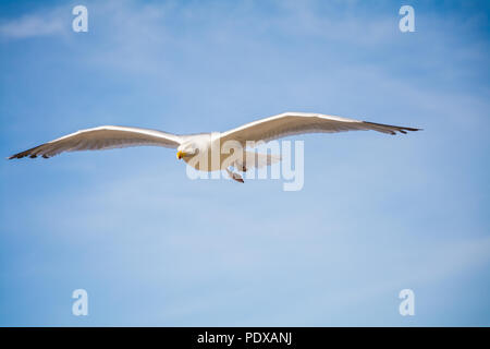 Europäische Silbermöwe (Larus argentatus) Mitte - Flug über die Promenade an der Zentrale Strand, Prestatyn, North Wales, UK. (2018) Stockfoto