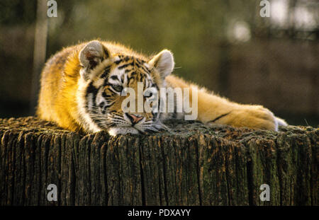 Tiger Panthera tigris sumatrae ruht, auf Howletts Wild Animal Park, Kent, England, UK, GB. Stockfoto