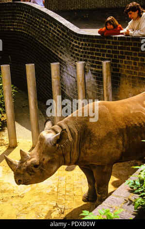 Black Rhino an der London Zoo, (jetzt bewegt), Regents Park, London, England, UK, GB. Stockfoto
