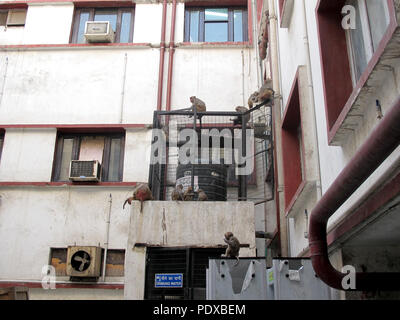 17. April 2018, Indien, New Delhi: makaken im Komplex des District Court tummeln. Foto: Siddhartha Kumar/dpa Stockfoto