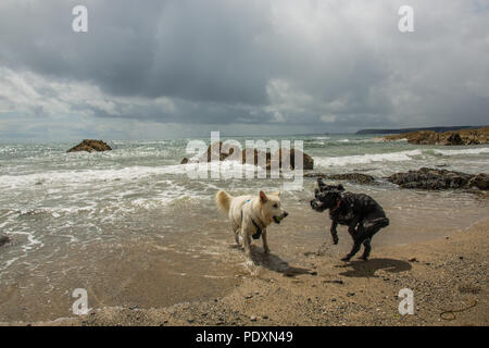 Hemmick, South Cornwall, UK, 10 August, 2018. Zwei Hunde spielen wie die Sonne bricht durch auf einem Hemmick showery Tag am Strand an der Südküste von Cornwall. David Rowe/Alamy Leben Nachrichten. Stockfoto