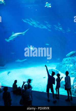 Menschen beobachten Meerestiere, National Aquarium Dänemark, Der blaue Planet, Kopenhagen, Seeland, Dänemark, Europa. Stockfoto