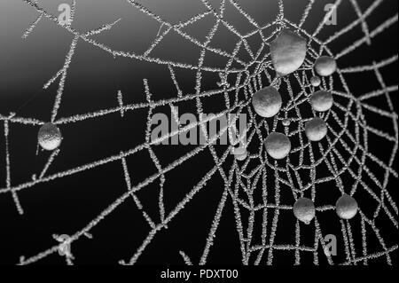 Nahaufnahme Spinnennetz bei Sonnenaufgang mit Frost auf Web und gefrorene Wassertröpfchen. Stockfoto