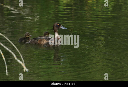 Eine schöne weibliche Reiherente (Aythya fuligula) Schwimmen in einem See mit ihren niedlichen Babys. Stockfoto