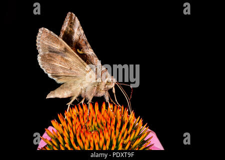 Silber Y Moth ist Essen aus dem Sonnenhut. Stockfoto