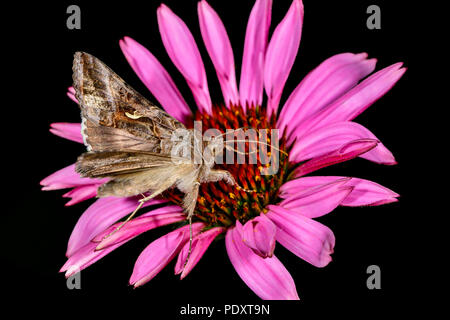 Silber Y Moth ist Essen aus dem Sonnenhut. Stockfoto