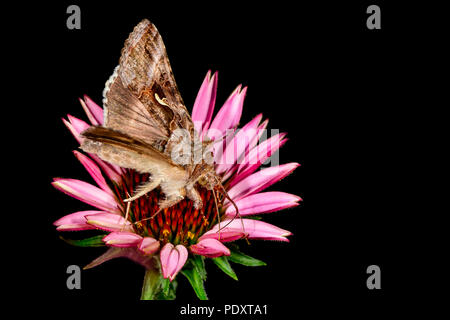 Silber Y Moth ist Essen aus dem Sonnenhut. Stockfoto