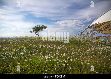 Verkümmert, Wind geformten Bäumen und Wildblumen in der Nähe von Markisen schützen Hagar Qim megalithischen Tempel Komplex an der südlichen Küste von Malta Stockfoto