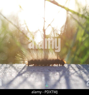 Caterpillar auf dem Hintergrund der Sonnenuntergang im Gras Stockfoto