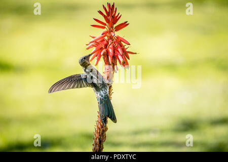 Ein riesiger Kolibri oder Picaflor Gigante aka Patagona Gigas fliegen und  Essen die Blte einer Aloe Vera Pflanze in der Cordillera de la Coasta,  Chile Stockfotografie - Alamy