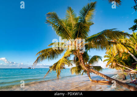 Koko-d-Mer Palme in Anse Volbert, Praslin, Seychellen Stockfoto