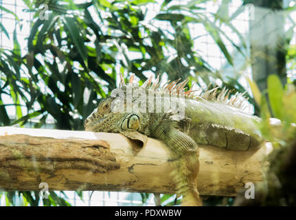 Ein Leguan, in einem Glashaus Anzeige, ruht auf einem hölzernen in einem Zoo, Zürich, mit einem Baum und einem Zaun im Hintergrund. Stockfoto
