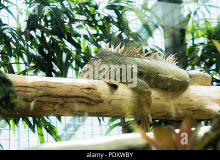 Ein Leguan, in einem Glashaus Anzeige, ruht auf einem hölzernen in einem Zoo, Zürich, mit einem Baum und einem Zaun im Hintergrund. Stockfoto