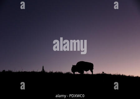 Bison im Hayden Valley bei Sonnenuntergang, Yellowstone National Park Stockfoto