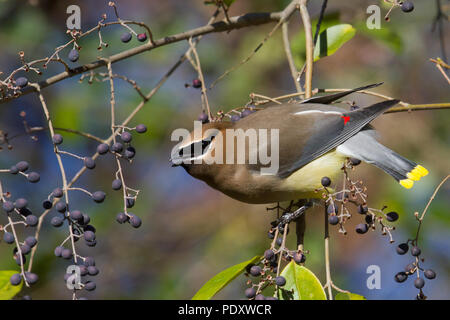 Ein Cedar waxwing Fütterung auf Liguster Beeren. Stockfoto