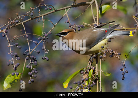 Ein Cedar waxwing Fütterung auf Liguster Beeren. Stockfoto