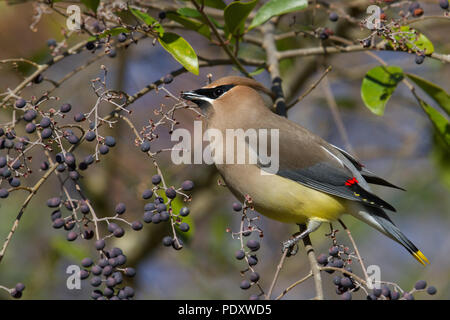 Ein Cedar waxwing Fütterung auf Liguster Beeren. Stockfoto