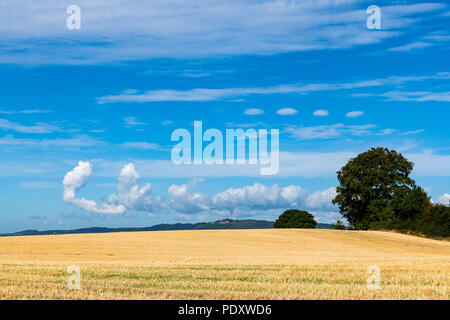 Seltsame Wolkenformationen über ein Weizenfeld in Wales Stockfoto