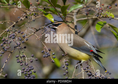 Ein Cedar waxwing Fütterung auf Liguster Beeren. Stockfoto