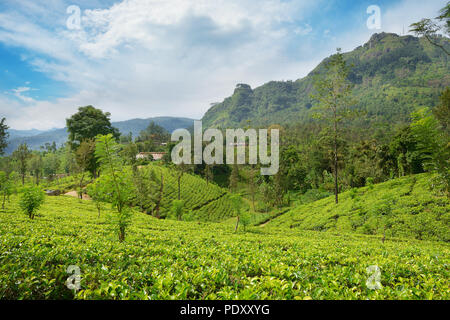 Teeplantagen in der malerischen Berge und blauer Himmel. Stockfoto