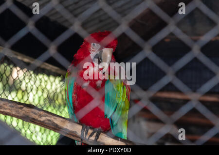 Rot-grünen Ara (Ara chloropterus), alias Green-winged Macaw in seinem Gehege im Zoo von Asuncion, Paraguay Stockfoto