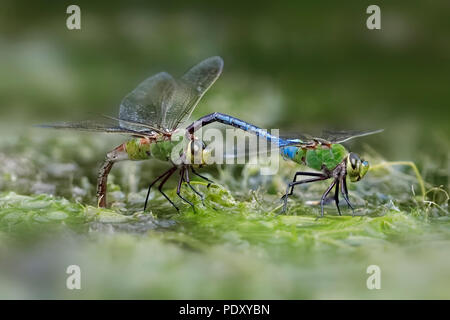 Ein männlicher Green Darner Dragonfly (Anax junius) Verschlüsse eine Frau hinter Ihrem Kopf - Ontario, Kanada Stockfoto