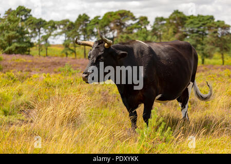 Portrait der Erhaltung der Beweidung Shetland Kuh in Fliegen auf sonnigen Tag abgedeckt. Stockfoto