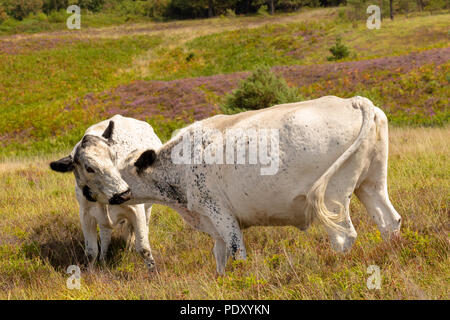 Zwei Erhaltung Beweidung Britischen weißen Ochsen mit einander als kratzen Beiträge auf canford Heide. Stockfoto