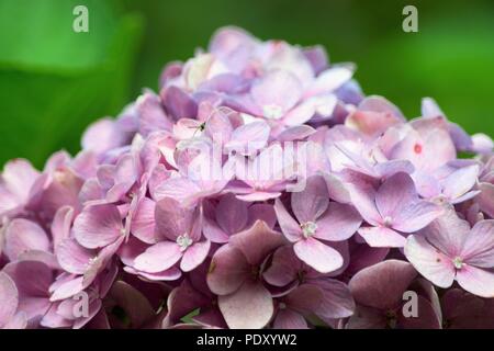 Lila hortensie Cluster Stockfoto