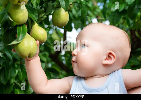 Kind reife Birnen im Orchard im Herbst. Kleiner Junge, süße Frucht vom Baum im Garten im Herbst Ernte zu essen. Die Säuglings- und Kindernahrung Konzept. Stockfoto