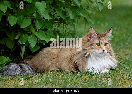 Norwegische Waldkatze Frau im Garten ausruhen Stockfoto