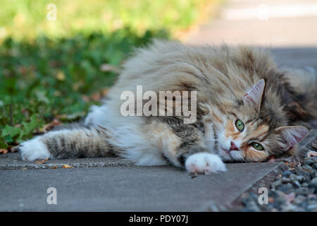 Norwegische Waldkatze weiblichen ruht auf Pflaster Stockfoto