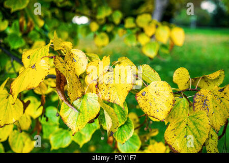 Parklandschaft mit Bäumen lädt zum Wandern ein. Stockfoto