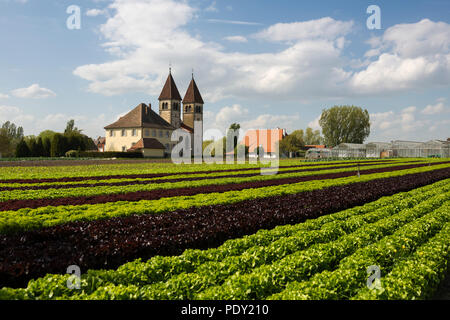 Kirche St. Peter und Paul, Salat Anbau, Insel Reichenau, Bodensee, Baden-Württemberg, Deutschland Stockfoto