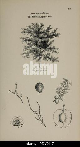 Arboretum et Fruticetum Britannicum, oder (Platte 108) Stockfoto