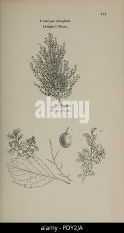 Arboretum et Fruticetum Britannicum, oder (Platte 134) Stockfoto