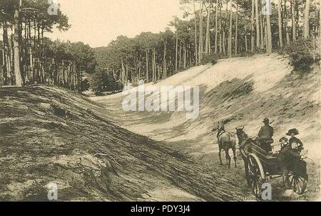 Arcachon - Forêt de La Laiterie. Stockfoto