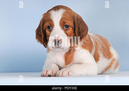 Irische Rot-weiße Setter Welpen 8 Wochen, studio Shot, Österreich Stockfoto