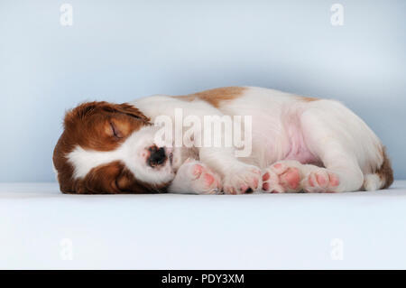 Irische Rot-weiße Setter Welpen 8 Wochen, Schlafen, studio Shot, Österreich Stockfoto