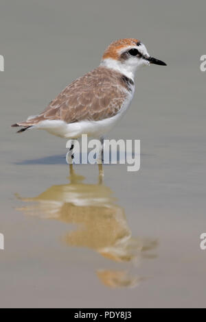 Strandplevier pootjebadend. Seeregenpfeifer paddeln. Stockfoto